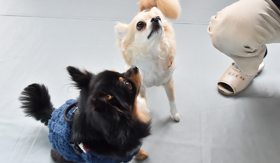 dog