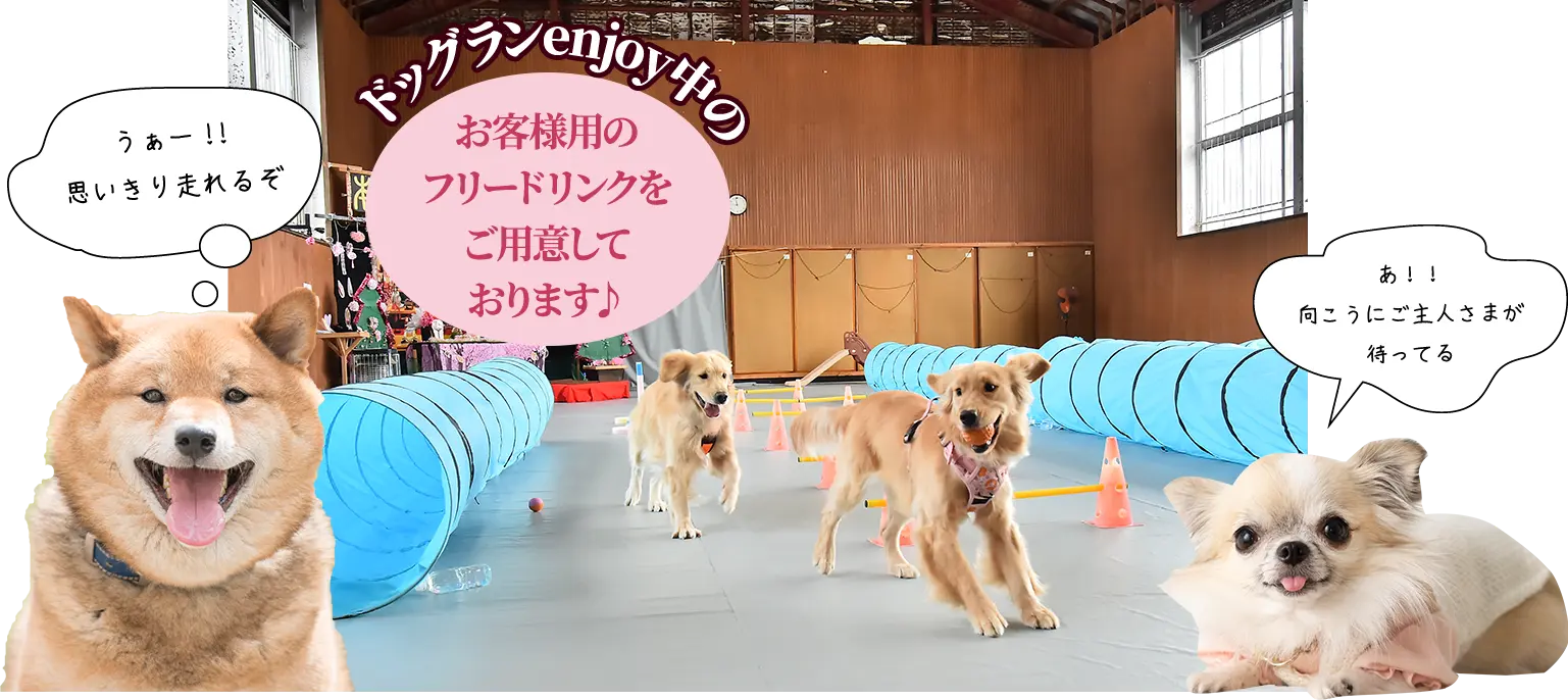 dogs