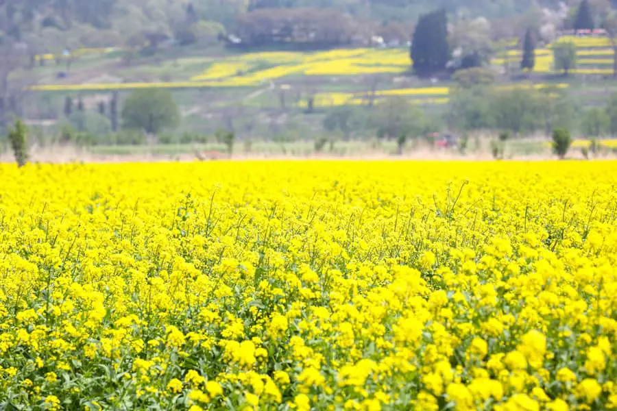 いいやま菜の花まつり